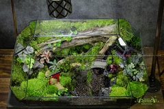 Terrarium 258 - Bình yên một sớm mai - Ô thước kiều