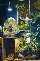 Terrarium 257 - Nhân