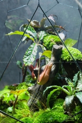 Terrarium 291 - Giấc Mộng Đêm Rừng