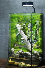 Terrarium 292 - Thiền Tự Quán