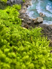 Terrarium 36 - by the beach