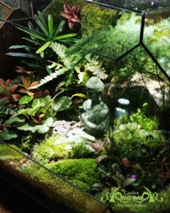 Terrarium 354 - Forest of Enlightenment