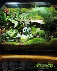 Terrarium 354 - Forest of Enlightenment