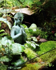 Terrarium 354 - Forest of Enlightenment