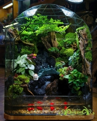 Terrarium 356 - Bridge to Bliss