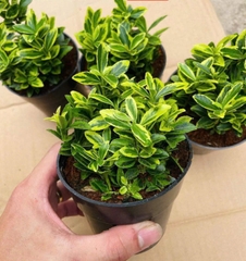 Cây Hoàng Kim - Cây Trồng Terrarium AquaGarden