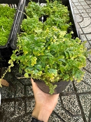 Rêu tiên - Cây Trồng Terrarium AquaGarden
