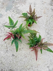 Dương Xỉ  - Cây Trồng Terrarium AquaGarden