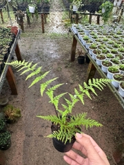 Dương Xỉ  - Cây Trồng Terrarium AquaGarden