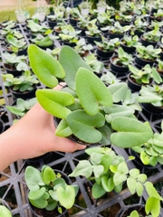 Dương Xỉ  - Cây Trồng Terrarium AquaGarden