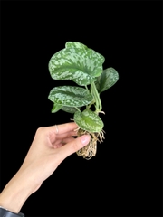 Thủy canh mini 149k - Cây trồng terrarium