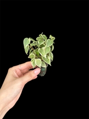 Thủy canh mini 79k - Cây trồng terrarium