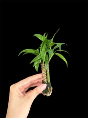 Thủy canh mini 79k - Cây trồng terrarium
