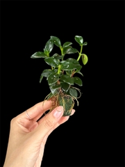 Thủy canh mini 149k - Cây trồng terrarium