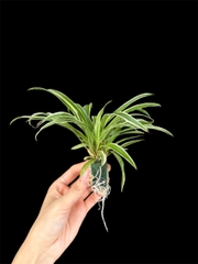 Thủy canh mini 49k - Cây trồng terrarium