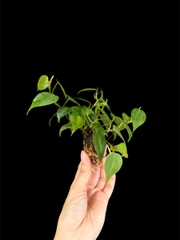 Thủy canh mini 49k - Cây trồng terrarium