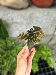 Thằn lằn nhung - Cây trồng Terrarium
