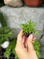Dương Xỉ Mini - Cây Trồng Terrarium AquaGarden