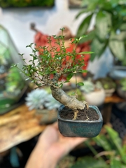 Bonsai - Cây Trồng Terrarium AquaGarden