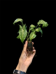 Thủy canh mini 149k - Cây trồng terrarium