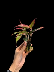 Thủy canh mini 149k - Cây trồng terrarium