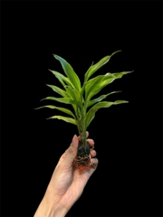 Thủy canh mini 79k - Cây trồng terrarium