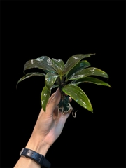 Thủy canh mini 79k - Cây trồng terrarium