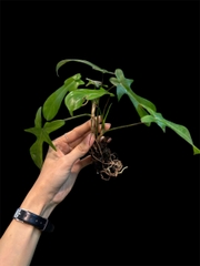 Thủy canh mini 199k - Cây trồng terrarium