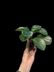 Thủy canh mini 99k - Cây trồng terrarium