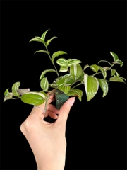 Thủy canh mini 49k - Cây trồng terrarium