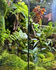 Terrarium 395 - Mộc Uyên