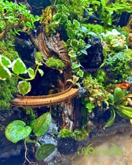 Hồ bán cạn - Hồ thiêng vân ảnh - Hồ bán cạn nghệ thuật