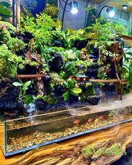 Hồ bán cạn - Hồ thiêng vân ảnh - Hồ bán cạn nghệ thuật