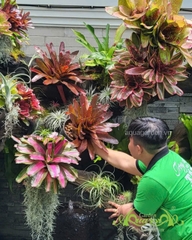 “Long Tịnh Đàm” – Sắc Dứa Nam Mỹ & Tóc Tiên Không Khí