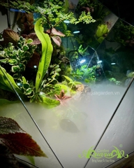 Terrarium 396 - Terrarium Kim Cương – Nghệ thuật thiên nhiên