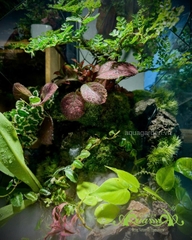 Terrarium 396 - Terrarium Kim Cương – Nghệ thuật thiên nhiên