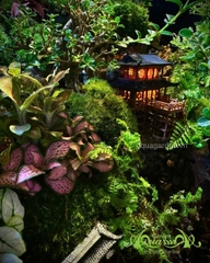 Hồ bán cạn – Tịnh cư sơn thôn | Tiểu cảnh thiên nhiên thu nhỏ mang nét an yên