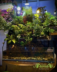 Hồ bán cạn – Tịnh cư sơn thôn | Tiểu cảnh thiên nhiên thu nhỏ mang nét an yên