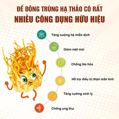 Đế Đông Trùng Hạ Thảo Hữu Cơ Sấy Thăng Hoa