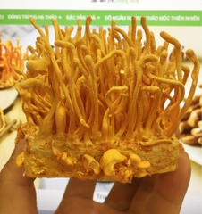 Đông Trùng Hạ Thảo Khô Hộp Vuông