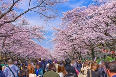 Tour hoa Anh Đào tuyến đường vàng từ Osaka --> Kobe --> Kyoto --> Nagoya --> Phú sĩ --> Tokyo --> Vietnam. (6 Ngày 5 Đêm)