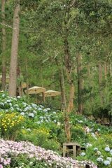 Tour 5N4D Chơi Hết Mình Ở Đà Lạt 5 Ngày