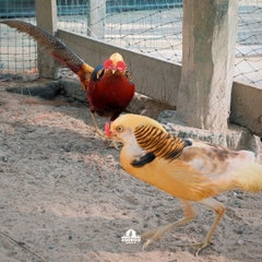 Tour 5N4D Chơi Hết Mình Ở Đà Lạt 5 Ngày