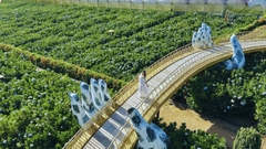 TOUR ĐÀ LẠT 4:00 AM - THỨC GIẤC GIỮA NGÀN HOA