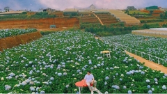LẠC GIỮA GIẤC MƠ HOA | TOUR 1 NGÀY