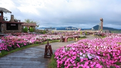 LẠC GIỮA GIẤC MƠ HOA | TOUR 1 NGÀY