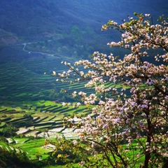 HÀ NỘI – MAI CHÂU - MỘC CHÂU – SƠN LA  ĐIỆN BIÊN - SAPA MỜ SƯƠNG, CHINH PHỤC ĐỈNH FANSIPAN