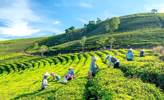 Tour 2N1D Xách Balo Lên Đà Lạt