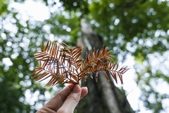 Tour 3N2D: Hành Trình Du Ngoạn Đà Lạt 3N2D