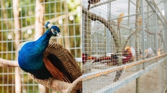 TOUR GIAO THOA ĐÀ LẠT: XƯA & NAY I TOUR 1 NGÀY